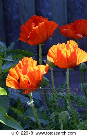 Poppies View Large Photo Image Stock Photo - Poppies. Fotosearch