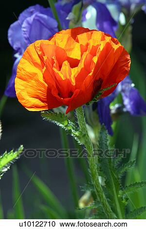 Poppy (and irises in background) View Large Photo Image Stock Image - Poppy (and irises in background). Fotosearch