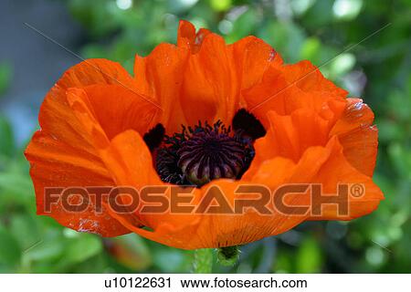 Stock Image - Poppy. Fotosearch