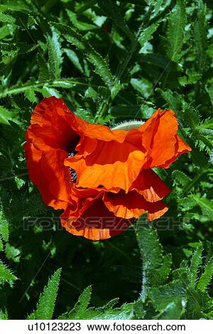 Stock Image - Poppy. Fotosearch