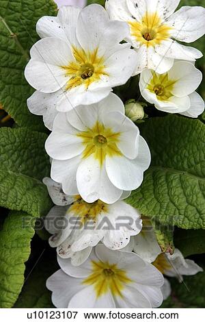 Stock Photo - Primula. Fotosearch