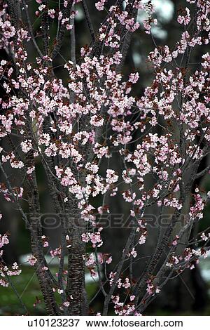 Stock Photo - Prunus blossom. Fotosearch