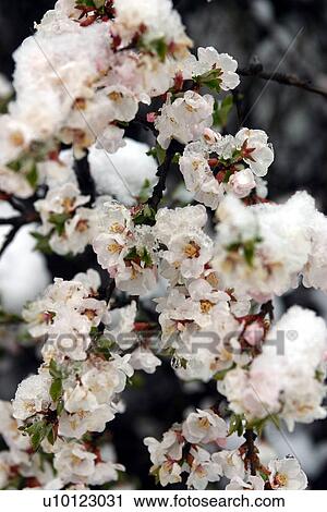 Prunus blosssom in snow View Large Photo Image Stock Image - Prunus blosssom in snow. Fotosearch