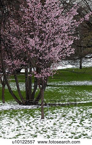 Stock Photo - Prunus flowering in late snowfall. Fotosearch