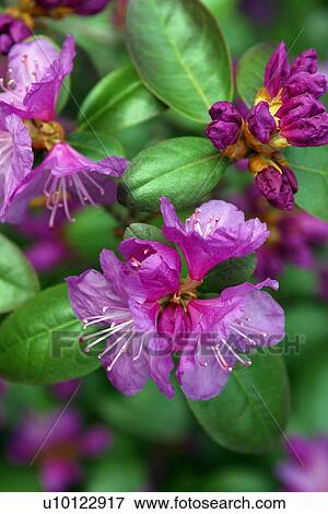 Stock Photo - Rhodedendron. Fotosearch