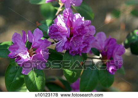 Stock Photo - Rhodedendron. Fotosearch