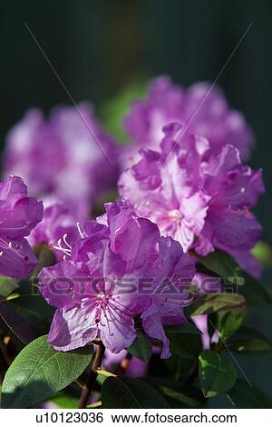 Rhodedendron View Large Photo Image Stock Photograph - Rhodedendron. Fotosearch