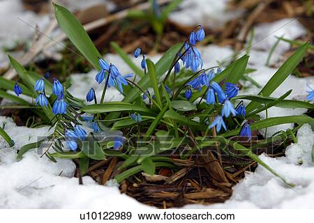 Stock Photo - Scylla in snow. Fotosearch