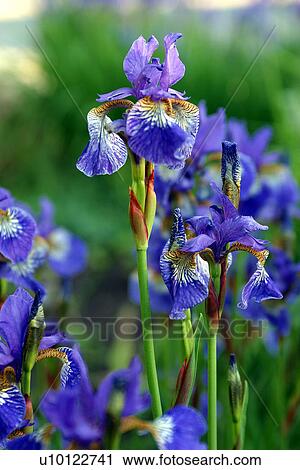 Stock Image - Siberian Irises. Fotosearch