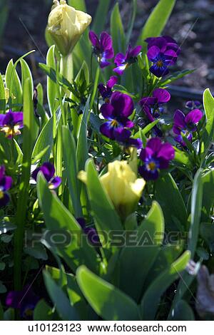 Spring miniature Irises and pansies View Large Photo Image Stock Image - Spring miniature Irises and pansies. Fotosearch