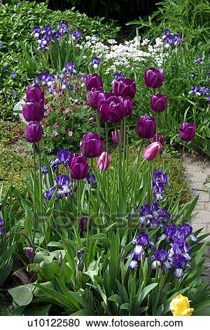 Stock Image - Spring miniature Irises and Tulips. Fotosearch