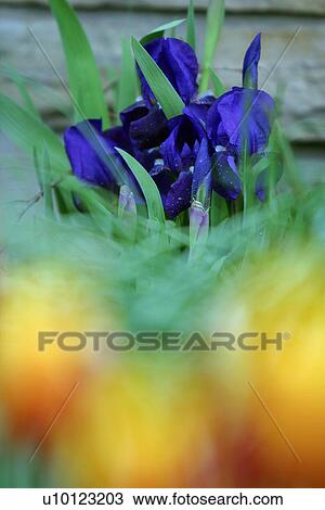 Stock Image - Spring miniature Irises and Tulips. Fotosearch