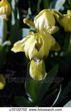 Spring miniature Irises View Large Photo Image Stock Image - Spring miniature Irises. Fotosearch
