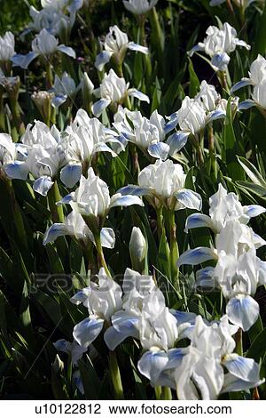 Spring miniature Irises View Large Photo Image Stock Image - Spring miniature Irises. Fotosearch