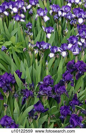 Spring miniature Irises View Large Photo Image Stock Photo - Spring miniature Irises. Fotosearch