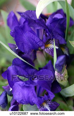 Stock Photo - Spring miniature Irises. Fotosearch