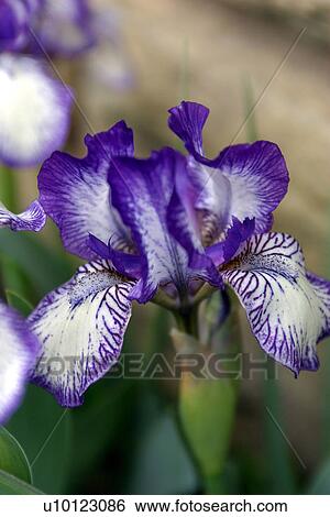 Stock Photograph - Spring miniature Irises. Fotosearch