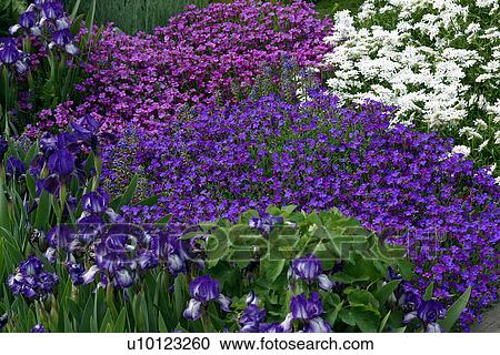 Stock Image - Spring pot-pourri: aubretia, miniature irises and candytuft. Fotosearch