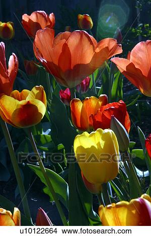 Picture - Tulips. Fotosearch