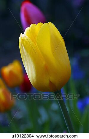 Picture - Tulips. Fotosearch