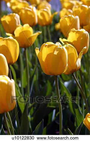 Stock Image - Tulips. Fotosearch