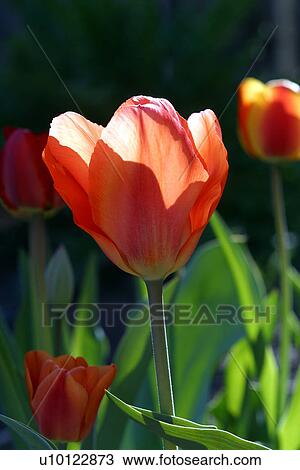 Stock Image - tulips. Fotosearch
