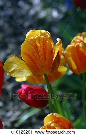 Tulips View Large Photo Image Stock Image - Tulips. Fotosearch