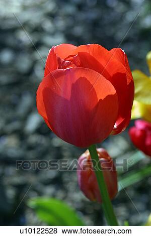 Tulips View Large Photo Image Stock Photo - Tulips. Fotosearch
