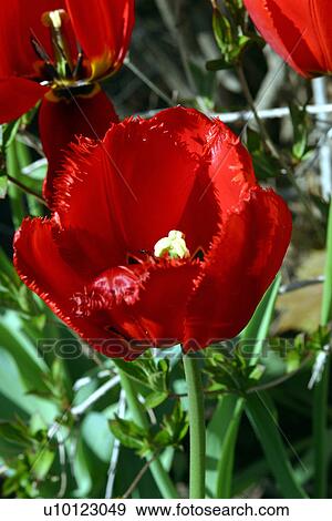 Stock Photo - Tulips. Fotosearch