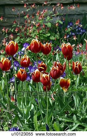 Stock Photography - Tulips. Fotosearch