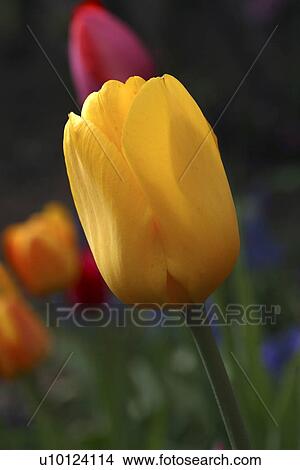 Picture - Ottawa garden tulips. Fotosearch