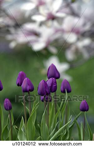 Stock Image - Ottawa garden tulips. Fotosearch