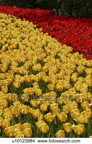 Ottawa Tulip Festival-Dows Lake beds View Large Photo Image Picture - Ottawa Tulip Festival-Dows Lake beds. Fotosearch