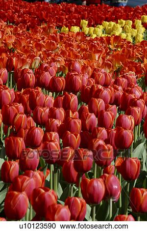 Stock Image - Ottawa Tulip Festival-Dows Lake beds. Fotosearch