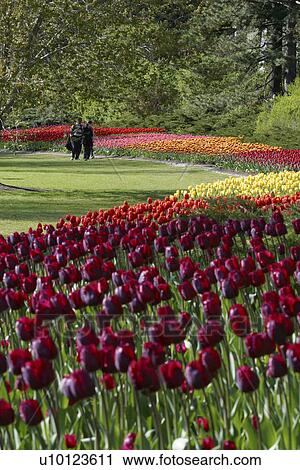 Stock Image - Ottawa Tulip Festival-Dows Lake beds. Fotosearch