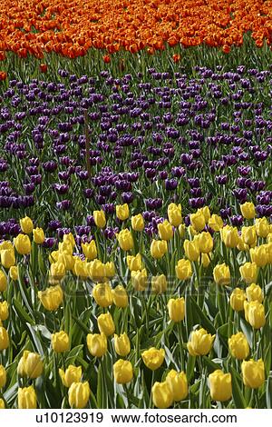 Ottawa Tulip Festival-Dows Lake beds View Large Photo Image Stock Photo - Ottawa Tulip Festival-Dows Lake beds. Fotosearch