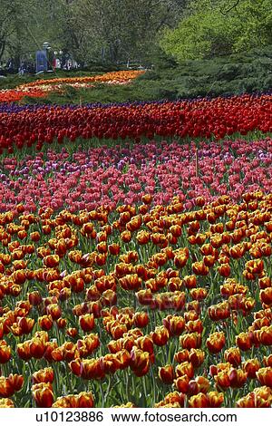 Stock Photograph - Ottawa Tulip Festival-Dows Lake beds. Fotosearch