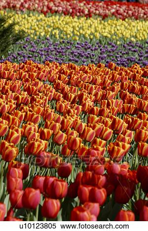 Stock Photography - Ottawa Tulip Festival-Dows Lake beds. Fotosearch