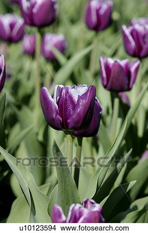 Picture - Ottawa Tulip Festival-Dows Lake. Fotosearch