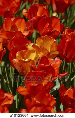 Ottawa Tulip Festival-Dows Lake View Large Photo Image Picture - Ottawa Tulip Festival-Dows Lake. Fotosearch