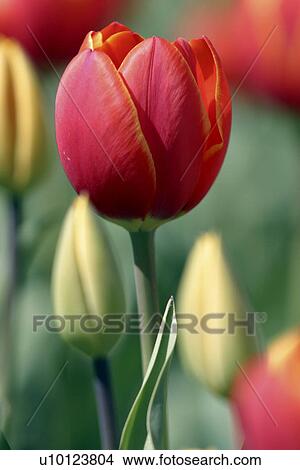 Picture - Ottawa Tulip Festival-Dows Lake. Fotosearch