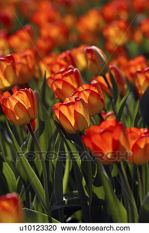 Ottawa Tulip Festival-Dows Lake View Large Photo Image Stock Image - Ottawa Tulip Festival-Dows Lake. Fotosearch