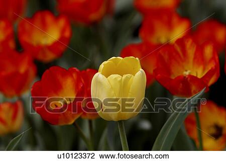 Stock Image - Ottawa Tulip Festival-Dows Lake. Fotosearch