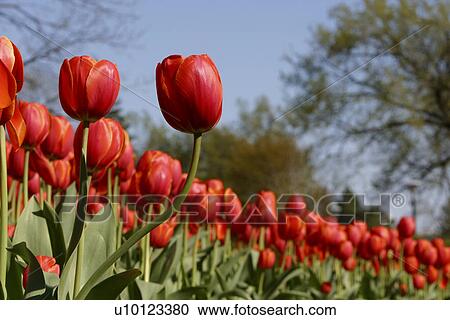 Ottawa Tulip Festival-Dows Lake View Large Photo Image Stock Image - Ottawa Tulip Festival-Dows Lake. Fotosearch