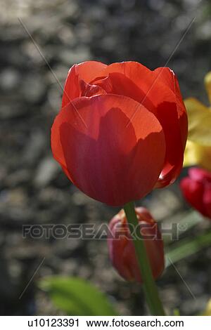 Ottawa Tulip Festival-Dows Lake View Large Photo Image Stock Image - Ottawa Tulip Festival-Dows Lake. Fotosearch