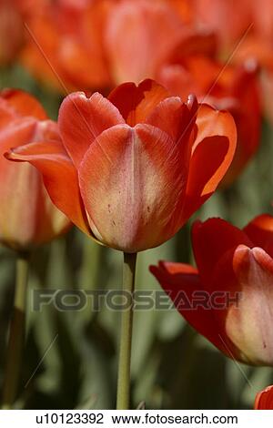 Ottawa Tulip Festival-Dows Lake View Large Photo Image Stock Image - Ottawa Tulip Festival-Dows Lake. Fotosearch