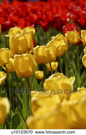 Stock Image - Ottawa Tulip Festival-Dows Lake. Fotosearch