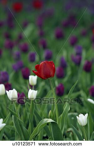 Stock Image - Ottawa Tulip Festival- Dows Lake. Fotosearch