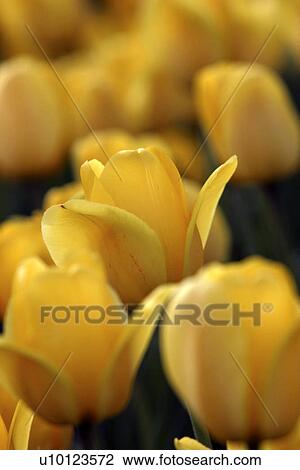 Stock Image - Ottawa Tulip Festival- Dows Lake. Fotosearch