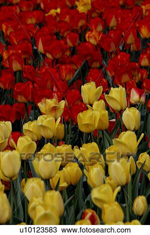 Ottawa Tulip Festival- Dows Lake View Large Photo Image Stock Image - Ottawa Tulip Festival- Dows Lake. Fotosearch